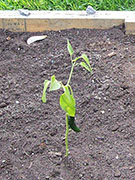 Pasilla Bajio