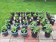 pots