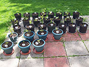pots