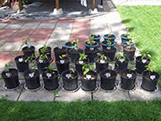 pots