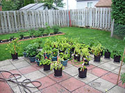 pots