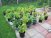 pots