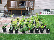 pots