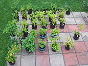 pots