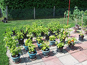 pots
