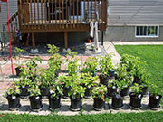 pots