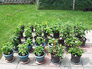 pots