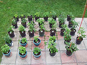 pots