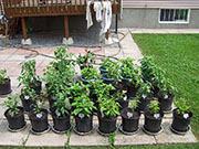 pots
