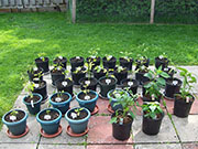 pots