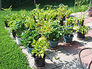 pots