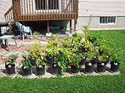 pots