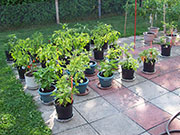 pots