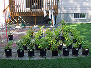 pots
