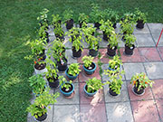 pots