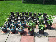 pots