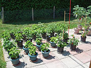 pots