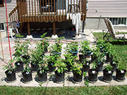 pots