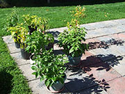 pots