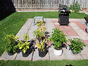 pots