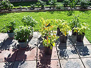 pots
