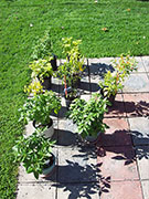 pots