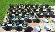 pots