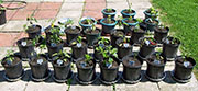 pots