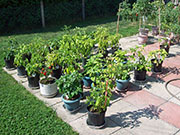 pots