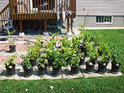 pots