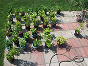 pots