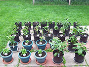 pots