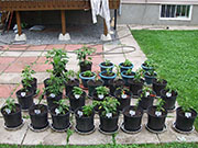 pots