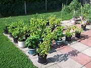 pots