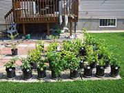pots