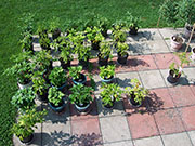 pots
