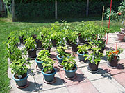 pots