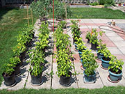 pots
