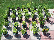 pots