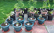 pots
