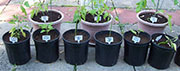 pots