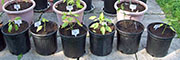 pots
