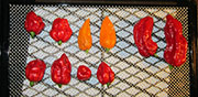 Séchage piments
