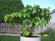 Trinidad Scorpion Butch Taylor