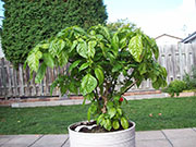 Trinidad Scorpion Butch Taylor