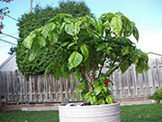 Trinidad Scorpion Butch Taylor