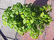 Trinidad Scorpion Butch Taylor