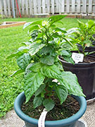 Trinidad Scorpion Butch Taylor
