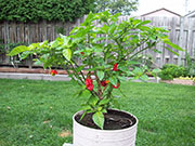 Trinidad Scorpion Butch Taylor