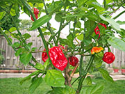 Trinidad Scorpion Butch Taylor